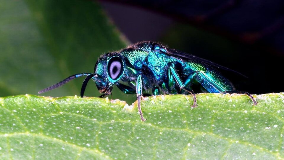 Cuckoo wasp by Jim Kalish