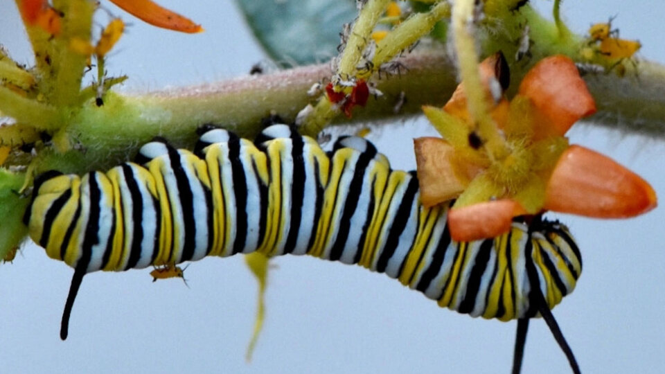 Monarch caterpillar on branch