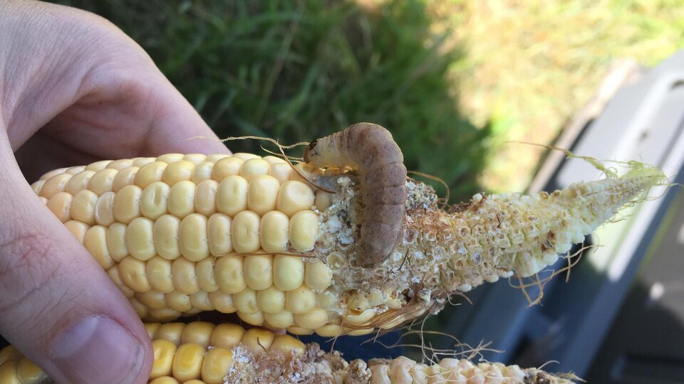 worm on corn on the cob