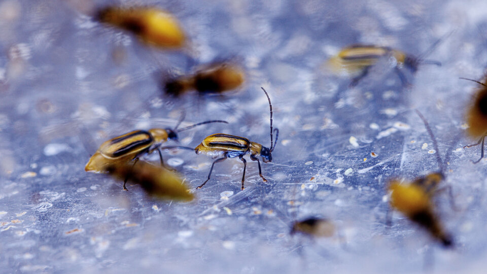 Western Corn Rootworm
