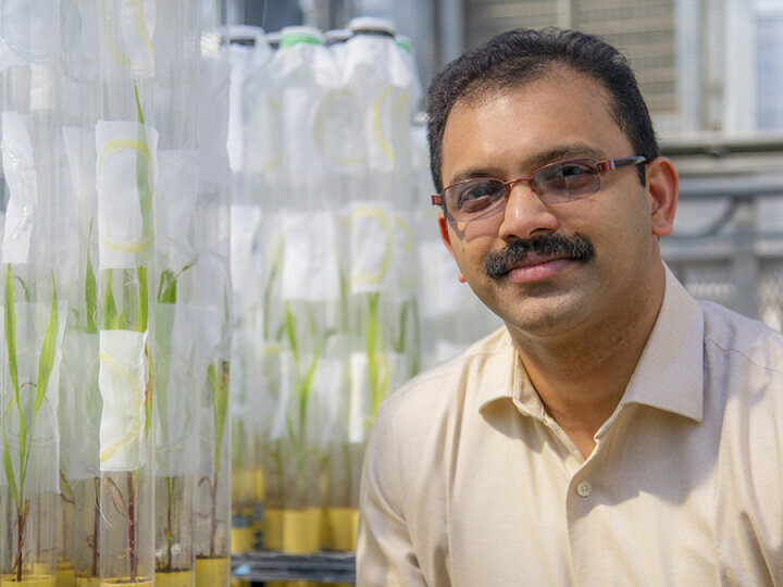 Although Nebraska is not a main producer of the crop, “internationally and in the U.S. where sorghum is grown, you're seeing a lot of issues with sugarcane aphids,” said Joe Louis, the Harold W. Eberhard Professor of Agricultural Entomology at the University of Nebraska-Lincoln.