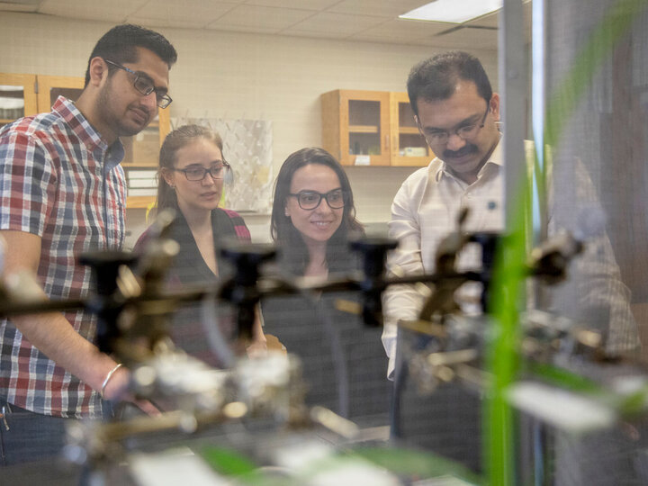 Study of sorghum-munching aphids earns NSF award