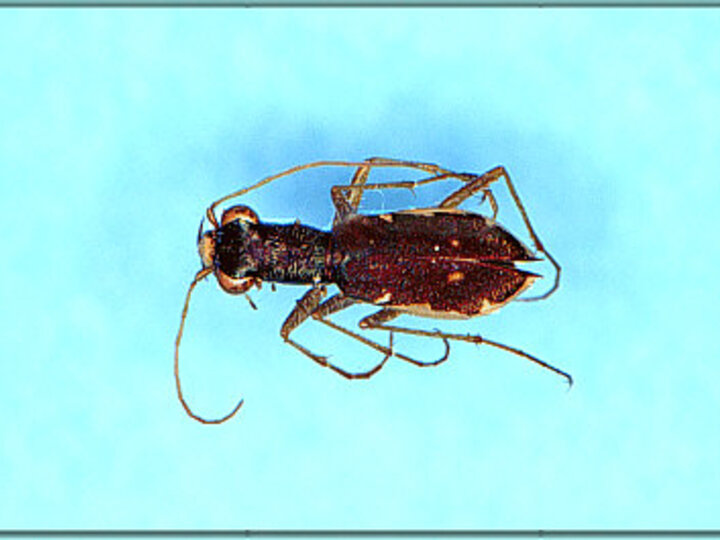 Ant-like Tiger Beetle on blue background.