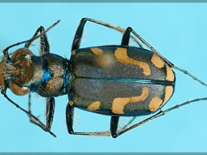 Badlands Tiger Beetle on blue background.