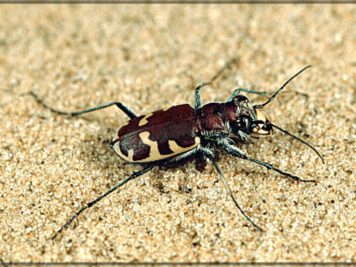 Big Sand Tiger Beetle on sand