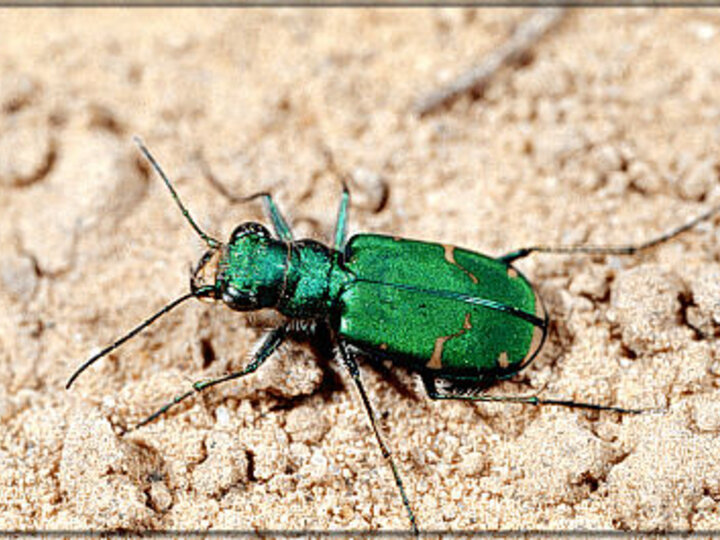 Claybank Tiger Beetle on tan gravel.