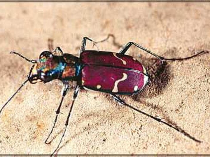 Common Clayback Tiger Beetle in tan sand.