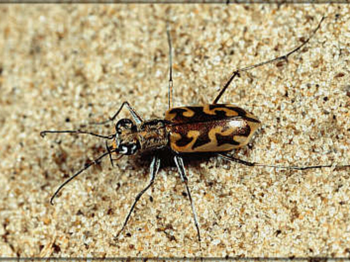 Coppery Tiger Beetle on sand.