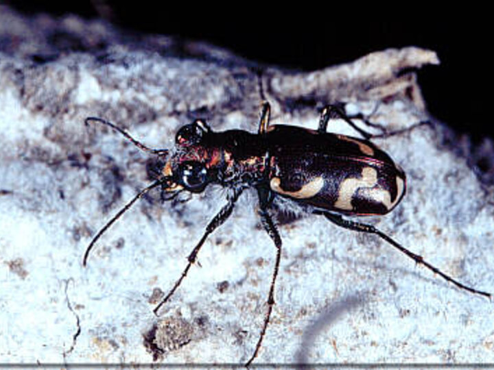 Crimson Saltflat Tiger Beetle pictured in white sand.
