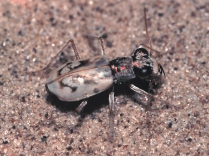 Ghost Tiger Beetle on fine sand.