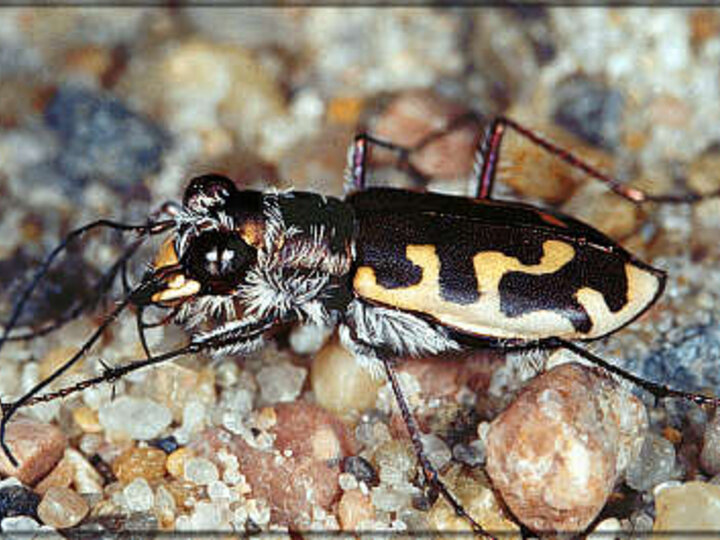Hairy-Necked Tiger Beetle among sand.