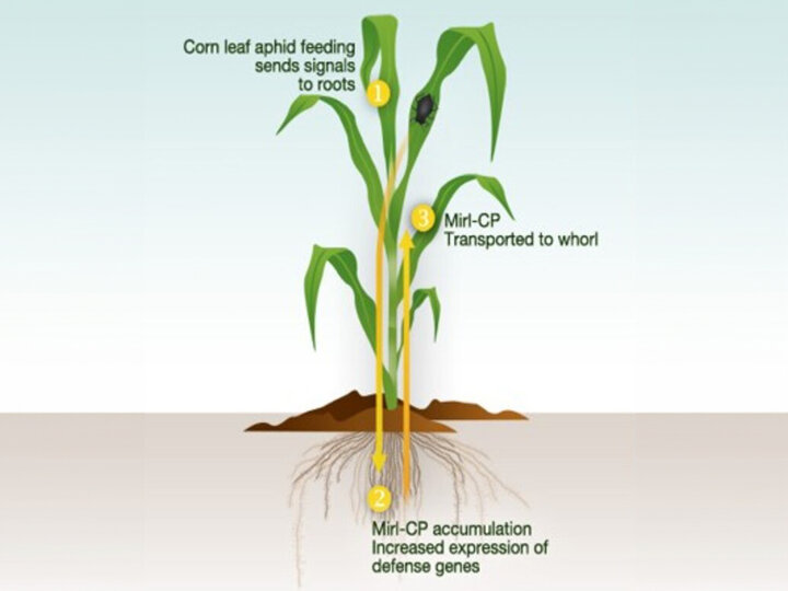 model illustrating intraplant signaling in maize after corn leaf aphid infestation. Illustration by Nick Sloff