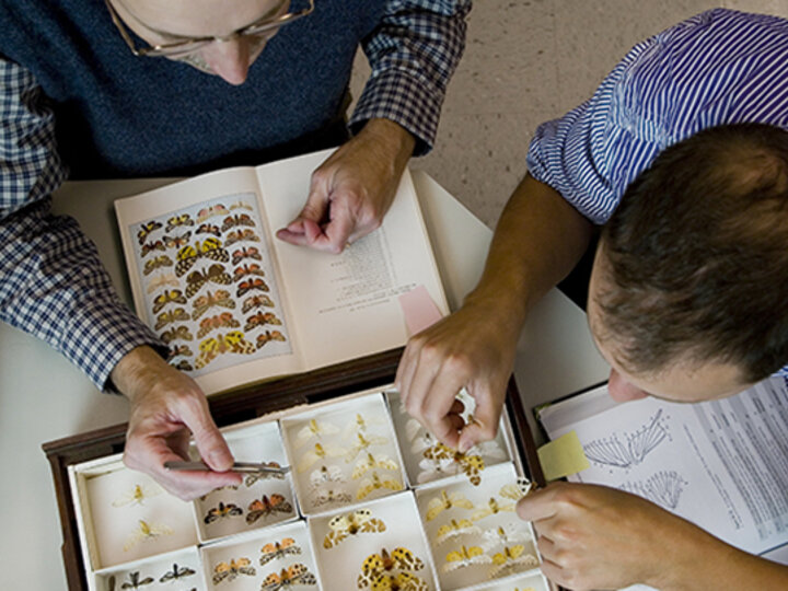 Insect Taxonomy