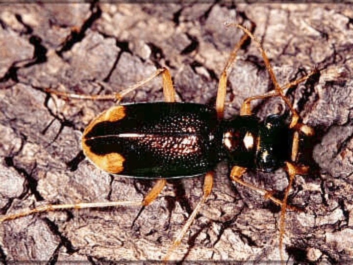 Carolina Tiger Beetle on dry ground.