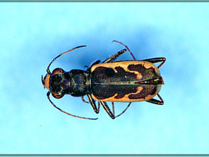 ccinctipennis.jpg - 32290 Bytes