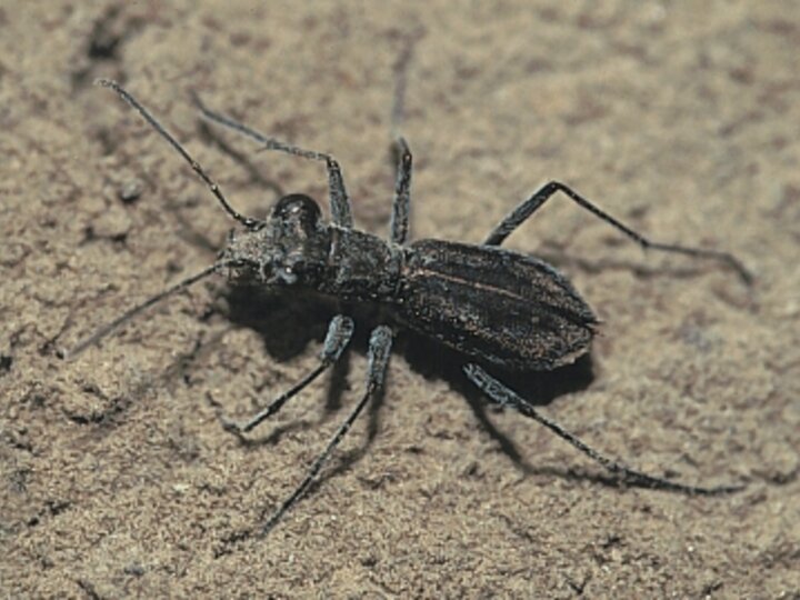 Swift Tiger Beetle in sand.