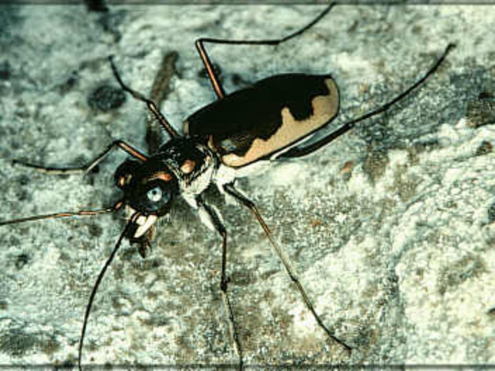 Fitch-Johnson's Cream-Edged Tiger Beetle