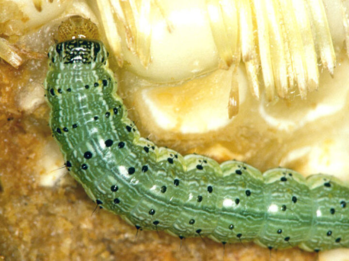 cornear worm