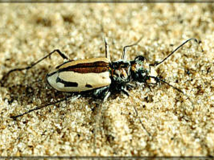 Sandy tiger beetle photo