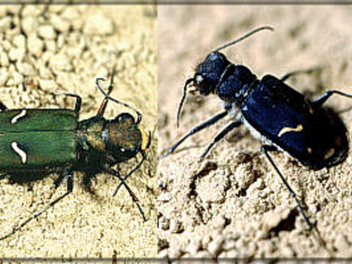 Cow Path Tiger Beetles
