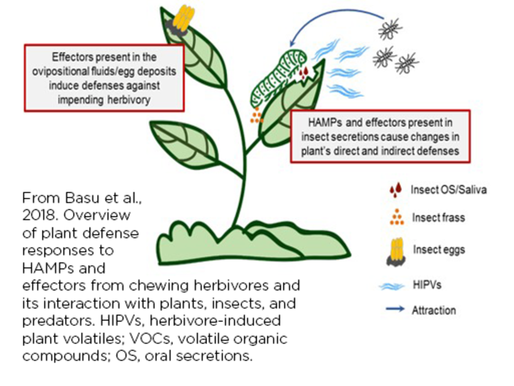 From Basu et al.,2018. Overviewof plant defenseresponses to HAMPs and effectors from chewing herbivores and its interaction with plants, insects, and predators. HIPVs, herbivore-induced plant volatiles; VOCs, volatile organic compounds; OS, oral secretions.