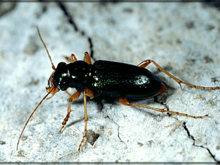 Virginica Tiger Beetle in Nebraska.