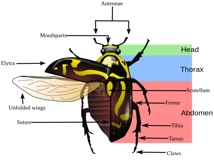 Beetle morphology including wings & leg sections.