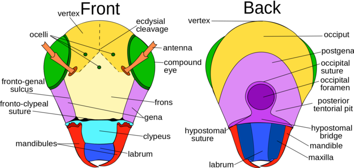 Insect head characteristics including mouth & eye parts.