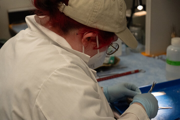 Desiree Working in the Harold W. Manter Laboratory of Parasitology