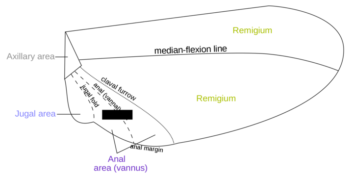 drawing of Insect wing anatomy.