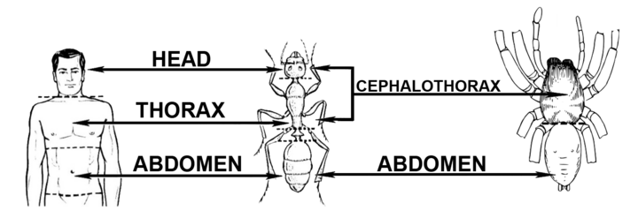 Human, Insect & arachnid anatomy