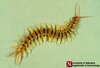 Desert Centipede Scolopendra sp.