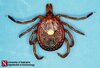 Lonestar Tick Adult Female