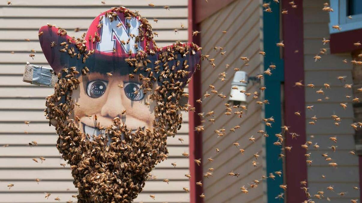 Herbie Husker wearing beard made of bees