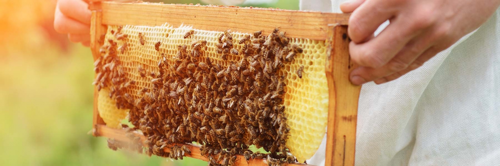 beekeeper holding honey cell