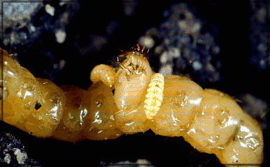 tiger beetle pupa