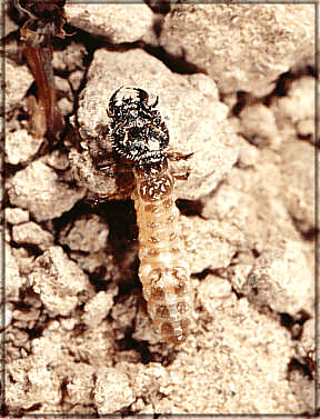 larva.jpg - 30922 Bytes