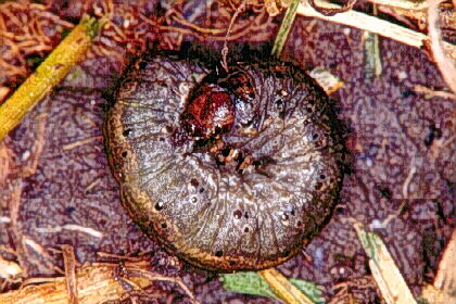 black cutworm