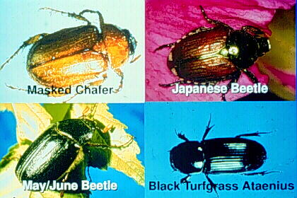 scarab beetle image