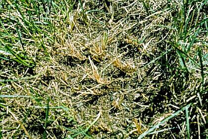 sod webworm damage
