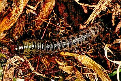 sod webworm larva