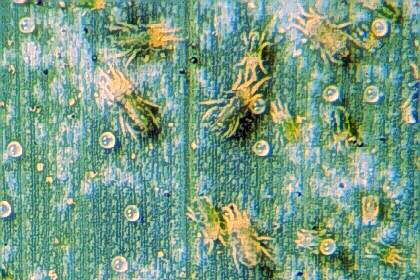 spider mites photo